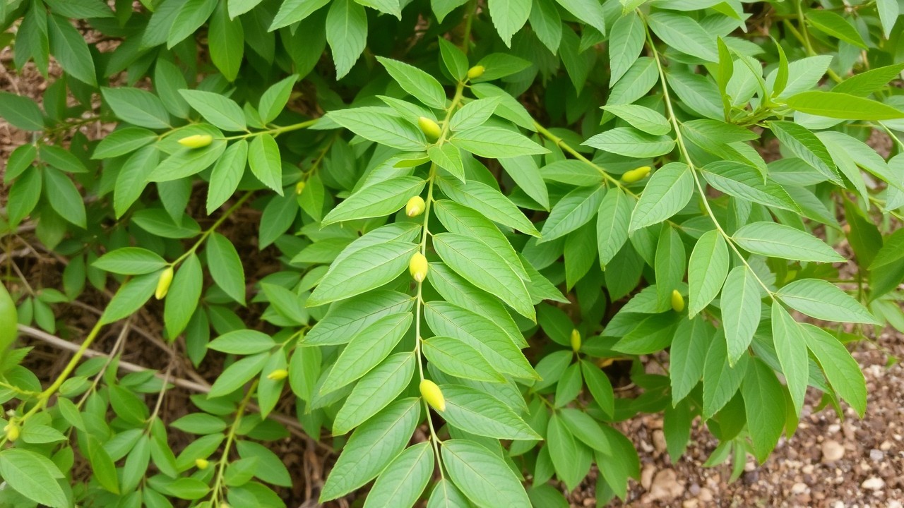 Moringa